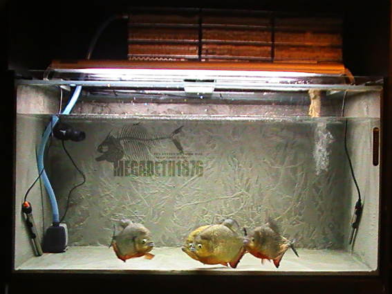 piranha tank36.jpg piranha tank36.jpg
