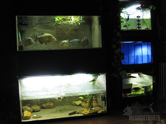 piranha tank37.jpg piranha tank37.jpg