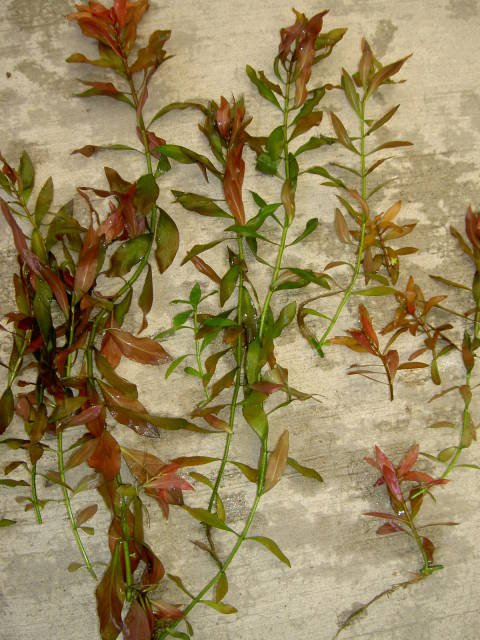 lot112yc.jpg