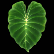 g-l-TaroLeaf.jpg