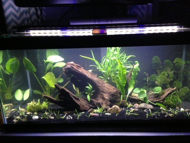 40B scape.jpg