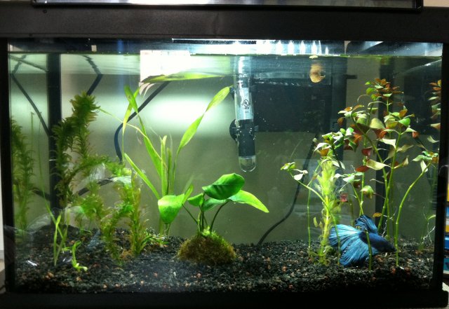 aquascape betta betta tank needs some aquascaping yall aquariacentral aquascape betta betta tank needs some aquascaping yall aquariacentral
