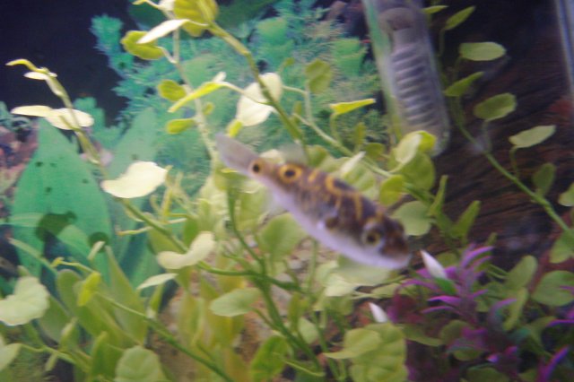Puffer.JPG