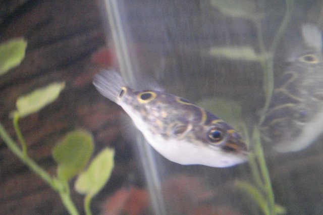 Puffer 2.JPG