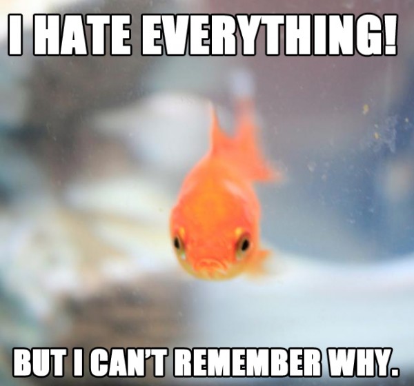 funny-angry-grumpy-face-fish-hate-everything-dont-remember-why-pics-600x560.jpg