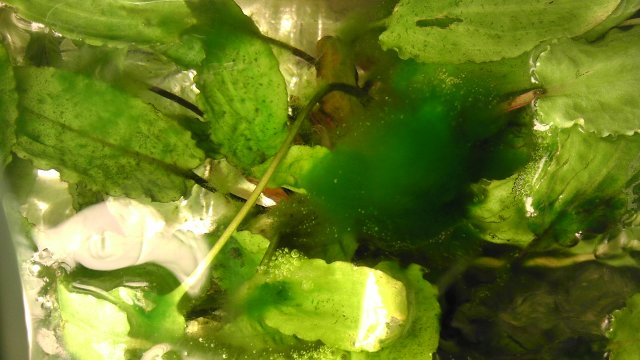 IMAG0930.jpg