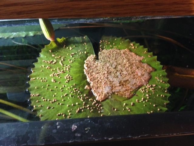 Food on lilly leaf.jpg