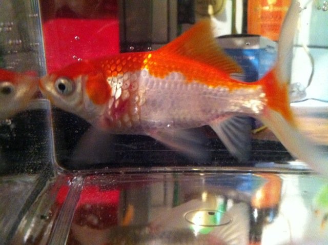 fish3.jpg