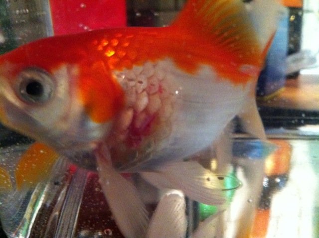 Help with very sick goldfish red protrusion, swollen