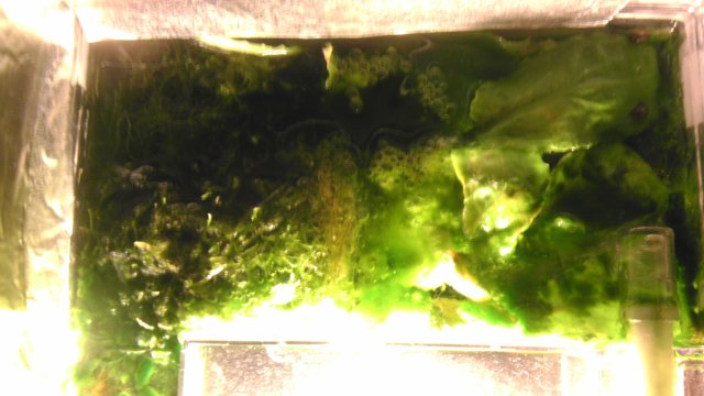 IMAG0955.jpg IMAG0955.jpg