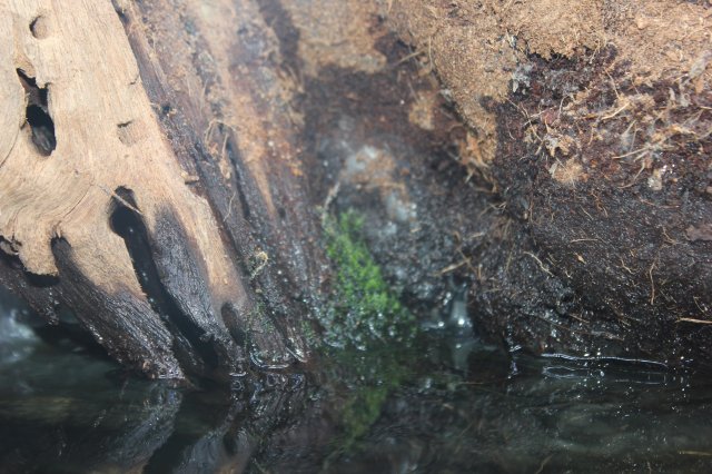 moss growth week2.JPG