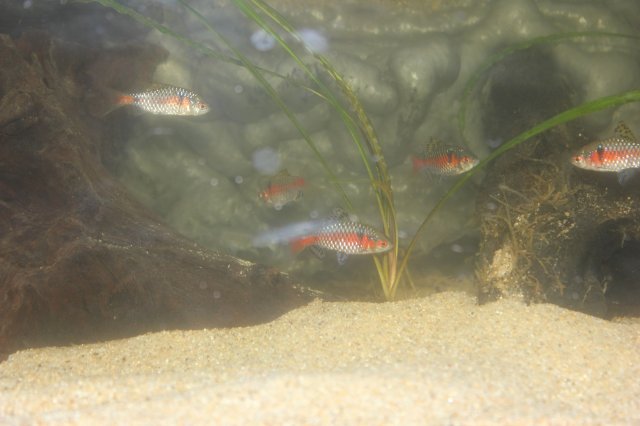 Odessa barbs day 3.JPG