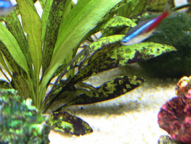 IMG_1436.JPG IMG_1436.JPG