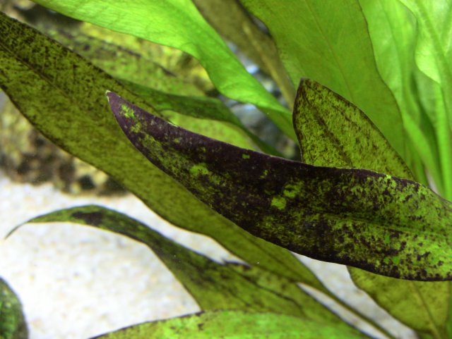 IMG_1437.JPG IMG_1437.JPG