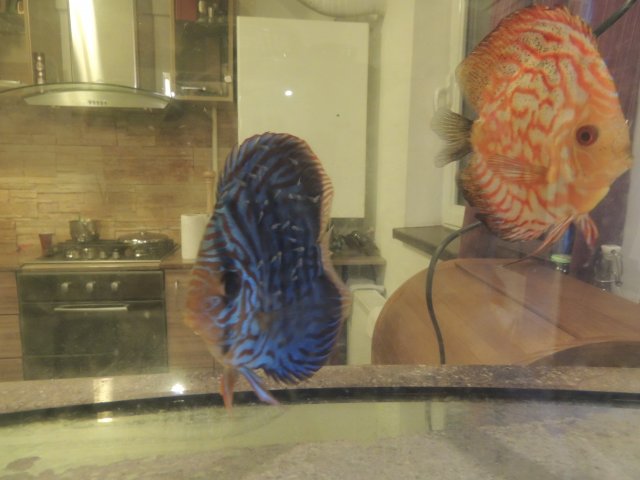 DSCN0734.JPG DSCN0734.JPG