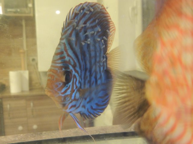 DSCN0736.JPG DSCN0736.JPG