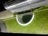 DUCKWEED.jpg