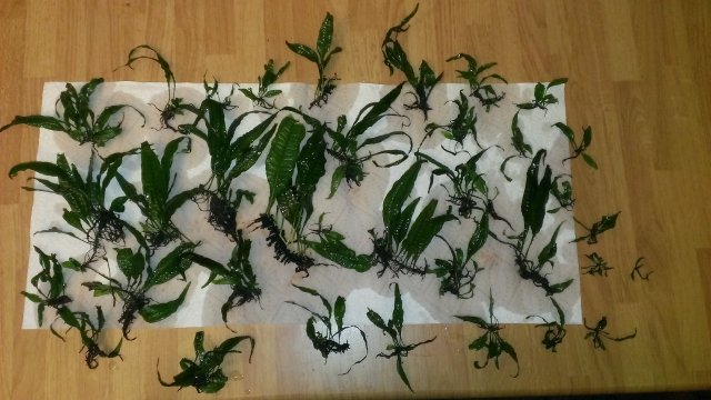 Java Fern.jpg