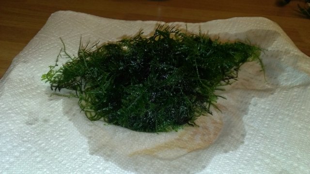 Taiwan Moss.jpg