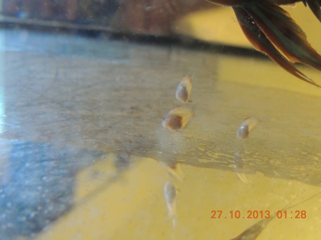 DSCN0763.JPG