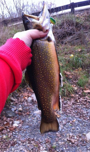 IMG_1850.JPG IMG_1850.JPG