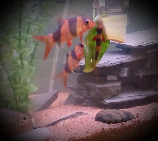 Loaches.jpg
