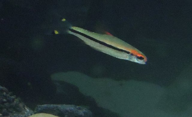 deformity2.jpg