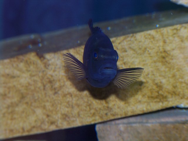 100_3971.JPG