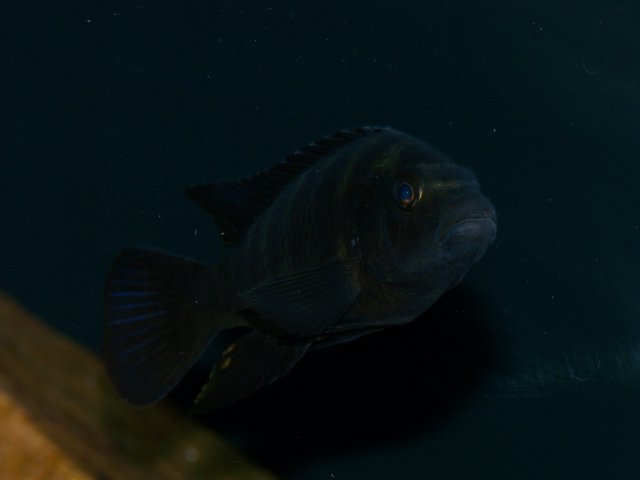 100_3974.JPG