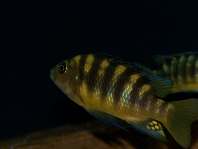 100_3978.JPG