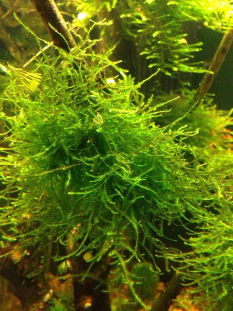 ImageUploadedByMonsterAquariaNetwork1386600346.738799.jpg ImageUploadedByMonsterAquariaNetwork1386600346.738799.jpg