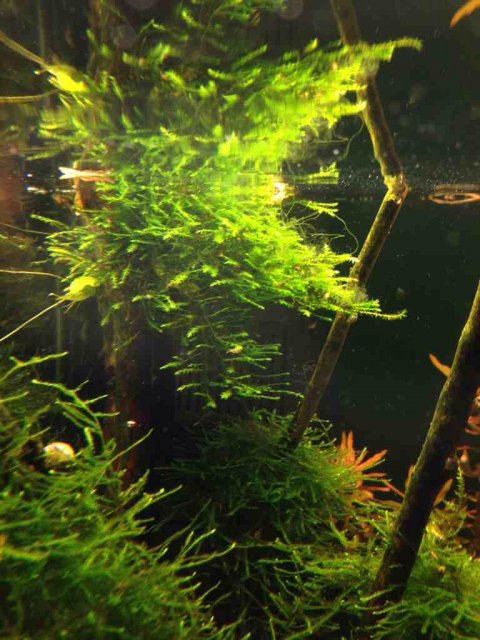 ImageUploadedByMonsterAquariaNetwork1386600410.057543.jpg ImageUploadedByMonsterAquariaNetwork1386600410.057543.jpg