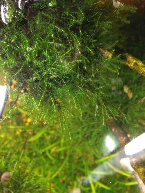 ImageUploadedByMonsterAquariaNetwork1386600471.306315.jpg ImageUploadedByMonsterAquariaNetwork1386600471.306315.jpg