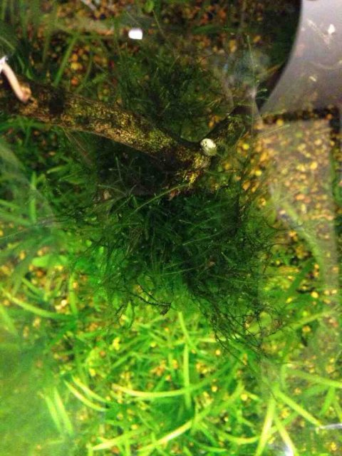 ImageUploadedByMonsterAquariaNetwork1386600566.454275.jpg ImageUploadedByMonsterAquariaNetwork1386600566.454275.jpg