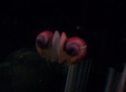 Pink snail 3.jpg