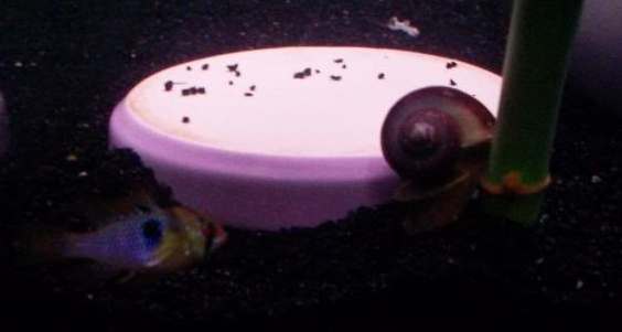 Purple snail 2.jpg