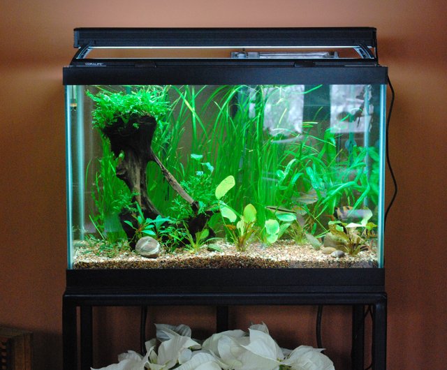 65 Gallon Tank with new lights.jpg