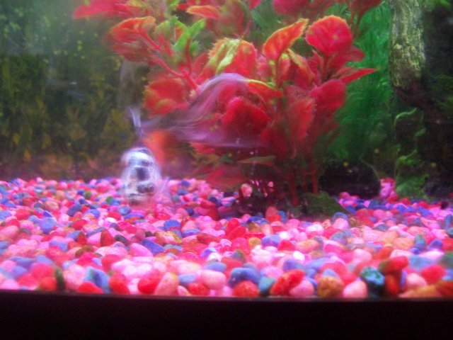 100_1039.JPG