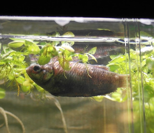 URGENT! My paradise fish has cotton wool disease/fungus + fin rot