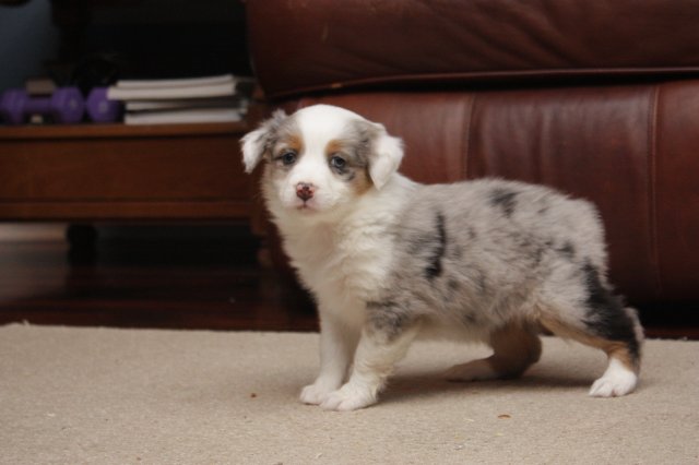 Blue Merle Female #1 (6 Weeks).JPG