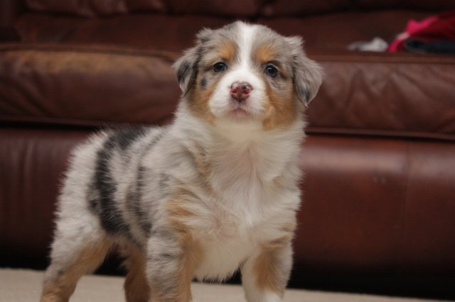 Blue Merle Female #2 (6 Weeks).JPG