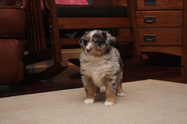 Blue Merle Male #1 (6 Weeks).JPG