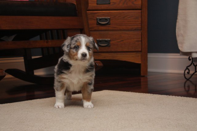 Blue Merle Male #2 (6 Weeks).JPG