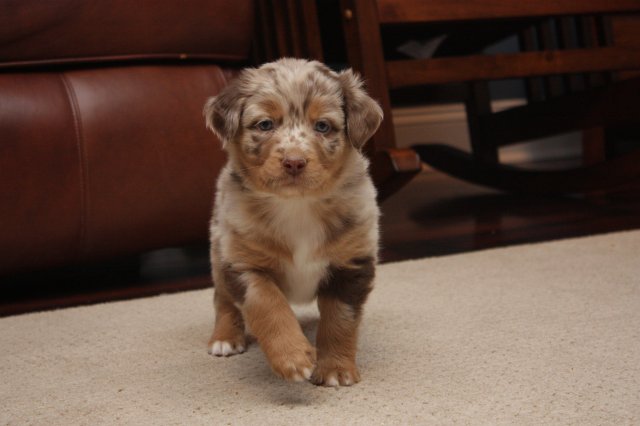 Red Merle Male #1 (6 Weeks).JPG
