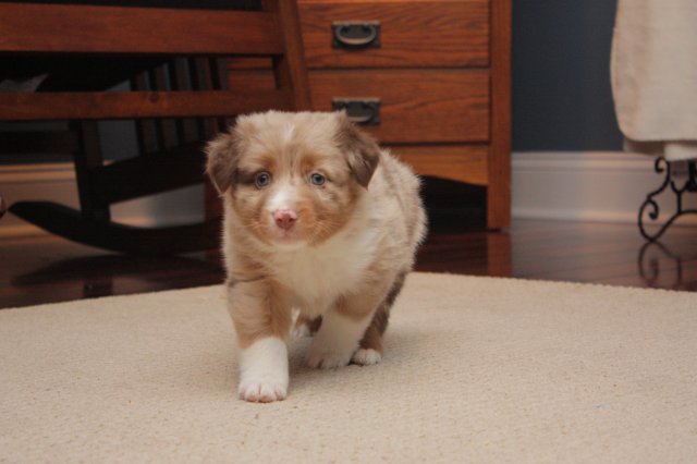 Red Merle Male #2 (6 Weeks).JPG