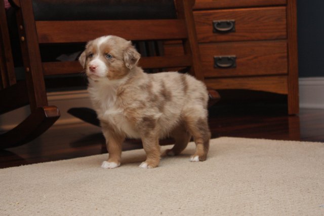 Red Merle Male #3 (6 Weeks).JPG