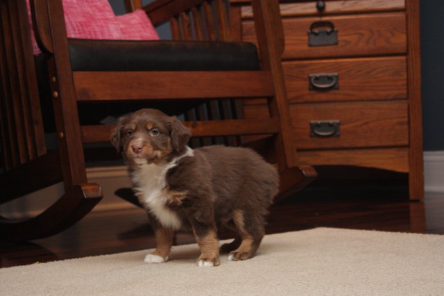 Red Tri Male (6 Weeks).JPG