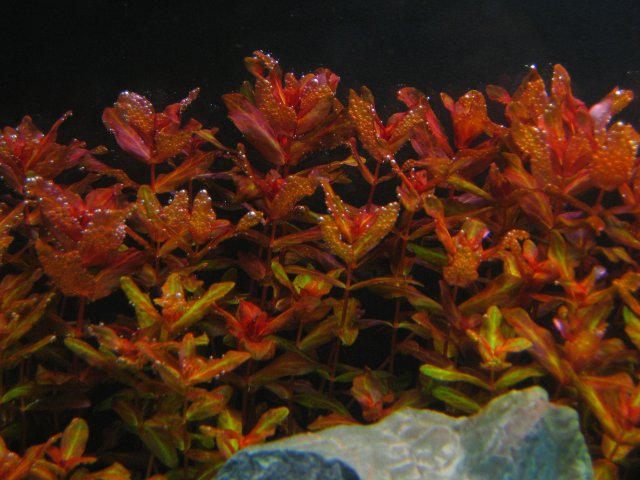 IMG_2525.jpg