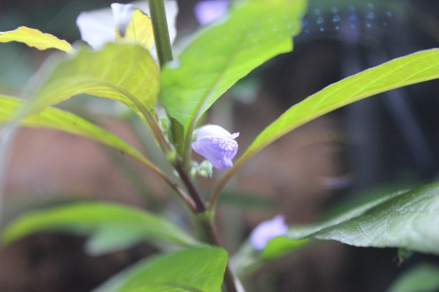 Hygroflower 01114.JPG