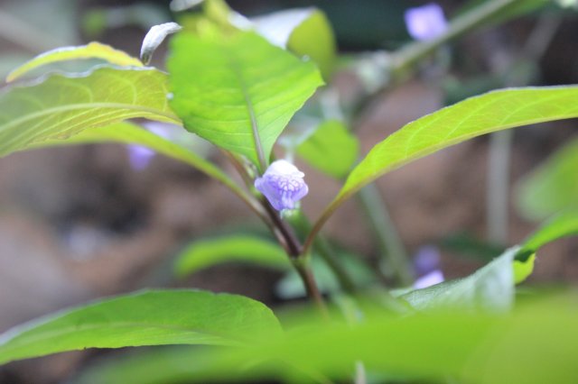 hygroflower2 011114.JPG